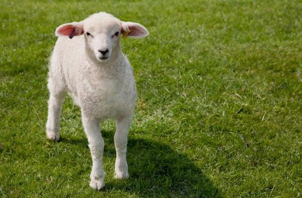 属羊的今年多大2023年属羊的几岁了