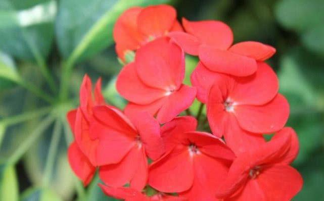 凤仙花,又叫做小桃红,因为其花的颜色和桃花比较相似,故而起名小桃红.