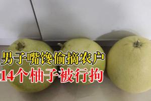 男子嘴馋偷摘农户14个柚子被拘:偷吃一个觉得味道好