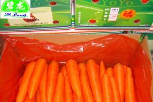 大量供应中国产出口级新鲜胡萝卜