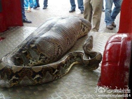 有网友爆料称云南省曲靖市发生蟒蛇吞人事件,俺查了一下,是假滴!