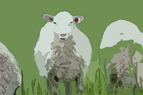 属羊今年幸运色是什么 哪些颜色能帮助属羊人开运