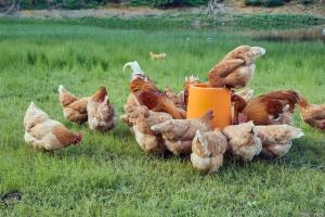 冬季鸡群高发鼻炎,怎样应对?分享养鸡知识帮忙解决问题