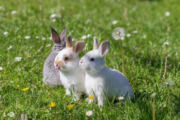 今年兔人命运财运怎样:属兔的今年运势怎么样?