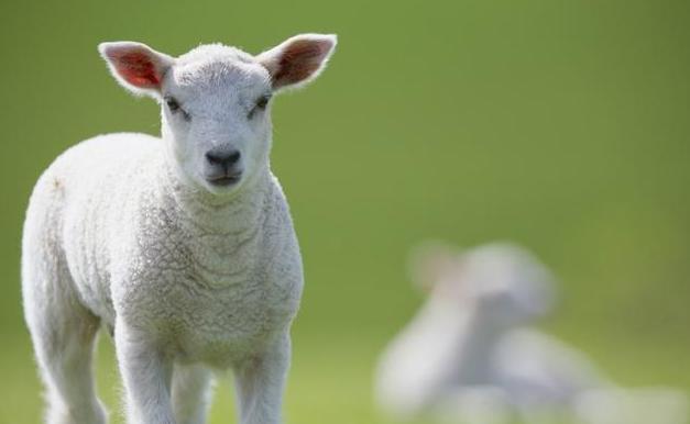 17年羊人运势如何 2023年属羊人的命运