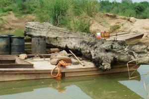 2万/斤!重庆嘉陵江出现巨大阴沉木,有盗割痕迹,最新:|