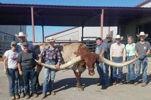 世界上角最长的公牛:美国得克萨斯长角牛