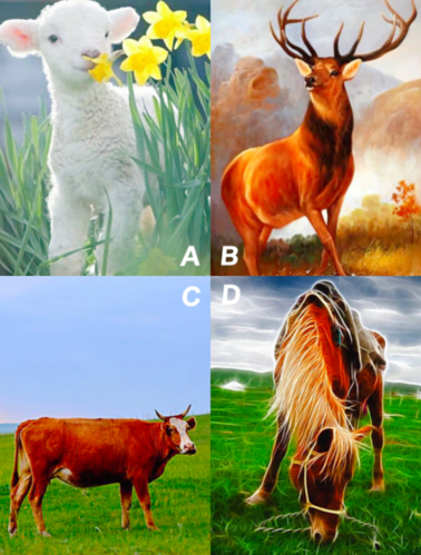 心理测试:你第一眼喜欢哪只动物,测出你往后的人生里还剩下什么福气