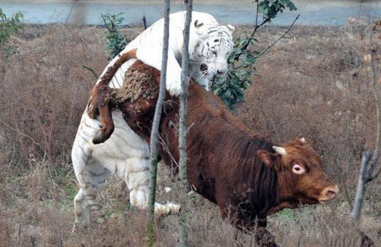 动物园将小牛和老虎放在一起意想不到的一幕发生了