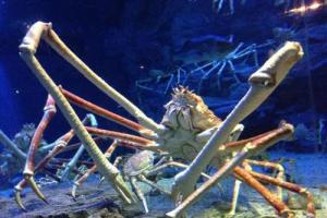 螃蟹之王:巨螯蟹,一种会吃鲨鱼的螃蟹,就问你还敢不敢吃它