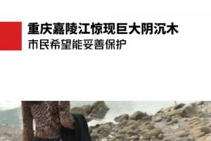 重庆嘉陵江惊现巨大阴沉木 市民希望能妥善保护
