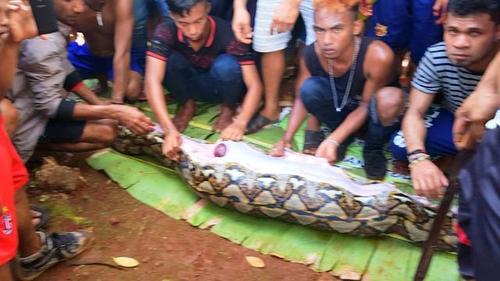 印度尼西亚妇女被巨蟒吞食 蟒蛇食人事件上升至第三例