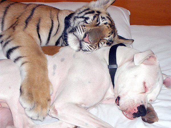 虎和狗相配婚姻如何狗和老虎相配吗