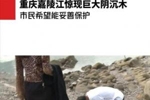 2万/斤!重庆嘉陵江出现巨大阴沉木,有盗割痕迹,最新:|