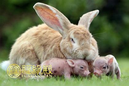 兔和猪相配吗 属兔和属猪的婚姻