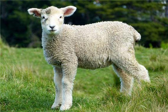 属羊的人2023年运势及运程,1979年日历农历阳历表十羊九苦哪俩月羊最