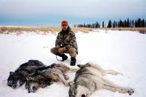 美国狼狩猎