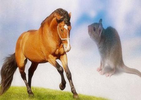 鼠和马的属相合不合属鼠