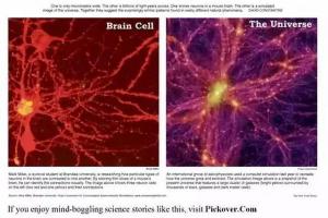 《纽约时报》刊登的2张照片,一张是老鼠的脑细胞(左),一张是宇宙(右).