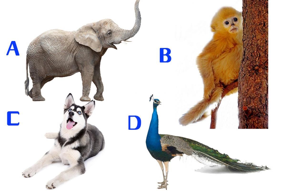 人格测试# 选择一只动物陪你过年,测出你的潜意识.