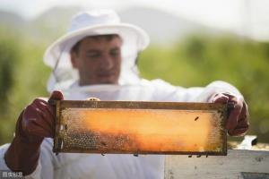 为什么养蜂人要给蜜蜂喂白糖掺假吗养蜂人告诉我们真相
