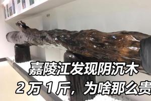 重庆嘉陵江现阴沉木,2万元1斤,有盗割痕迹!阴沉木咋的